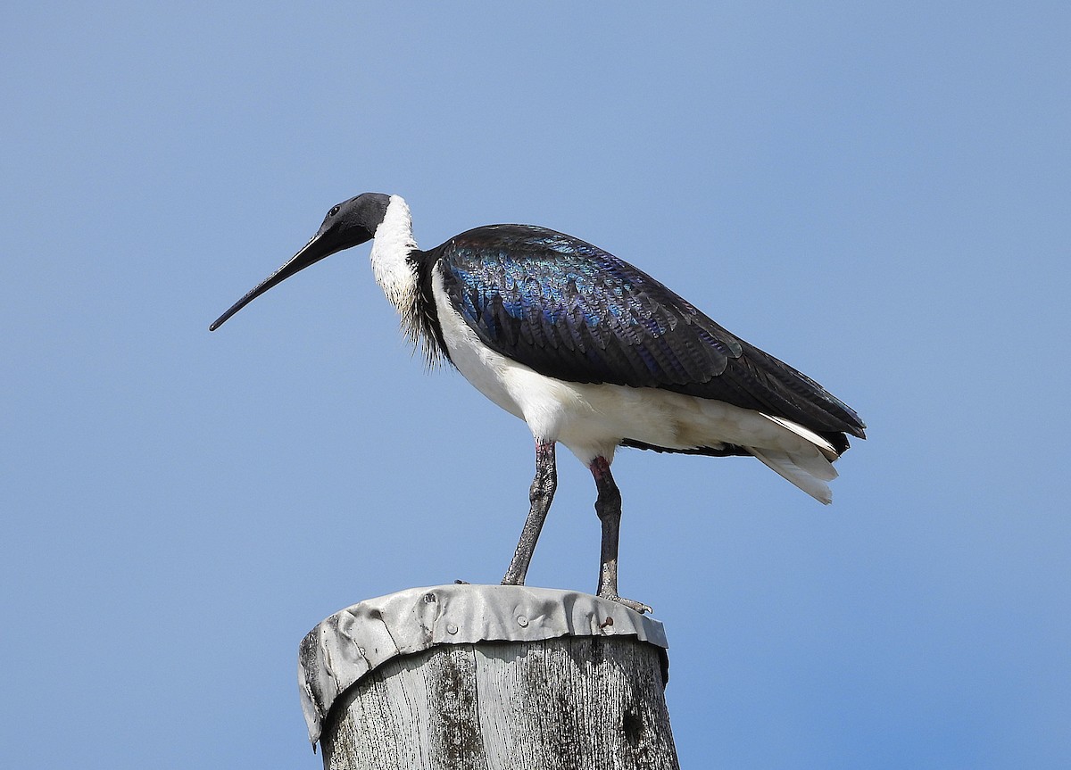 Straw-necked Ibis - ML638656794