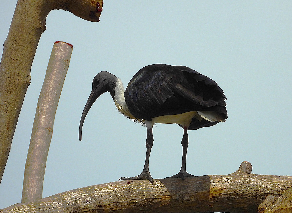 Straw-necked Ibis - ML638656795