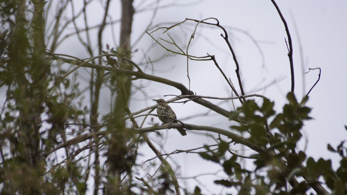 Ocellated Thrasher - ML638656840