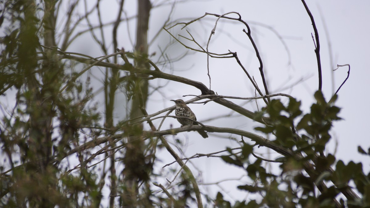 Ocellated Thrasher - ML638656841
