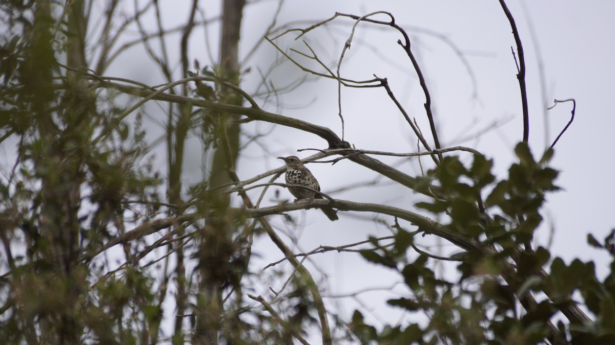 Ocellated Thrasher - ML638656843