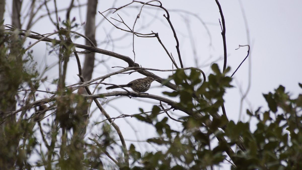 Ocellated Thrasher - ML638656862