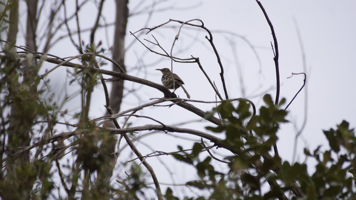Ocellated Thrasher - ML638656863
