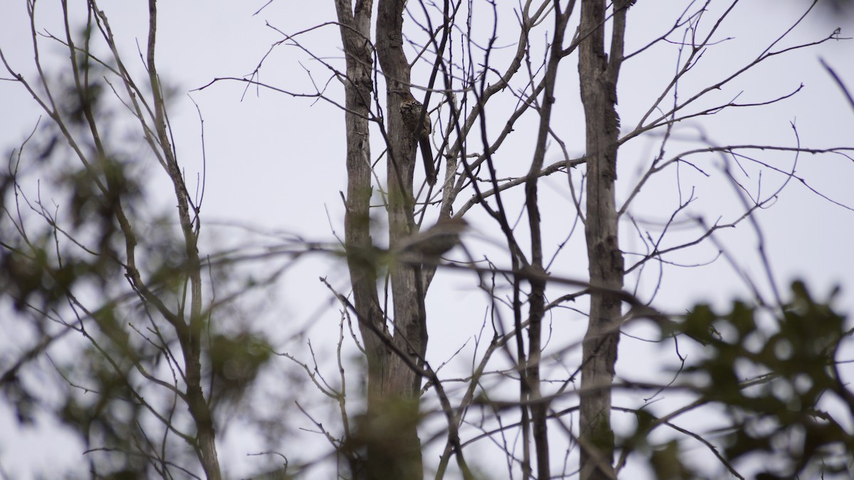 Ocellated Thrasher - ML638656866