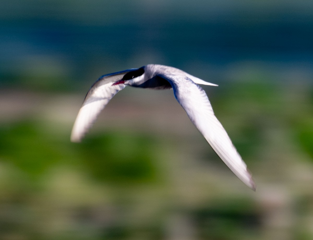 Whiskered Tern - ML638656870