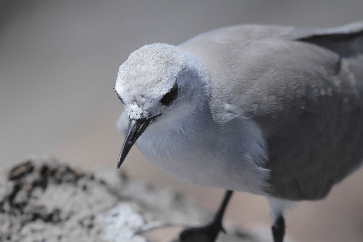Gray Noddy - ML638656886