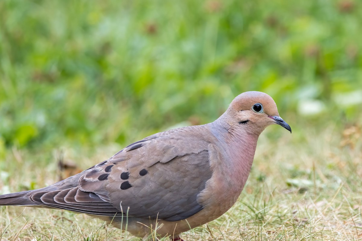Mourning Dove - ML638656887