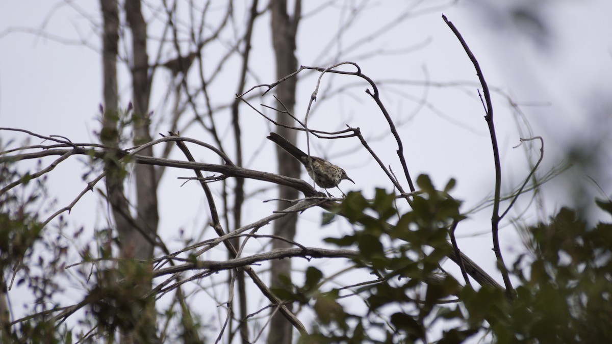 Ocellated Thrasher - ML638656892
