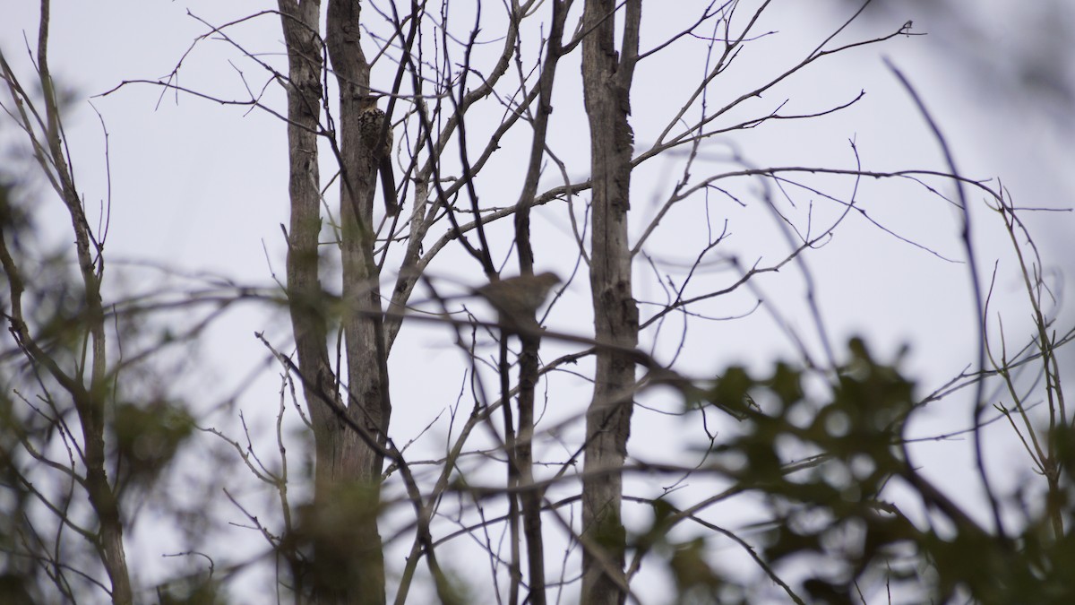 Ocellated Thrasher - ML638656894