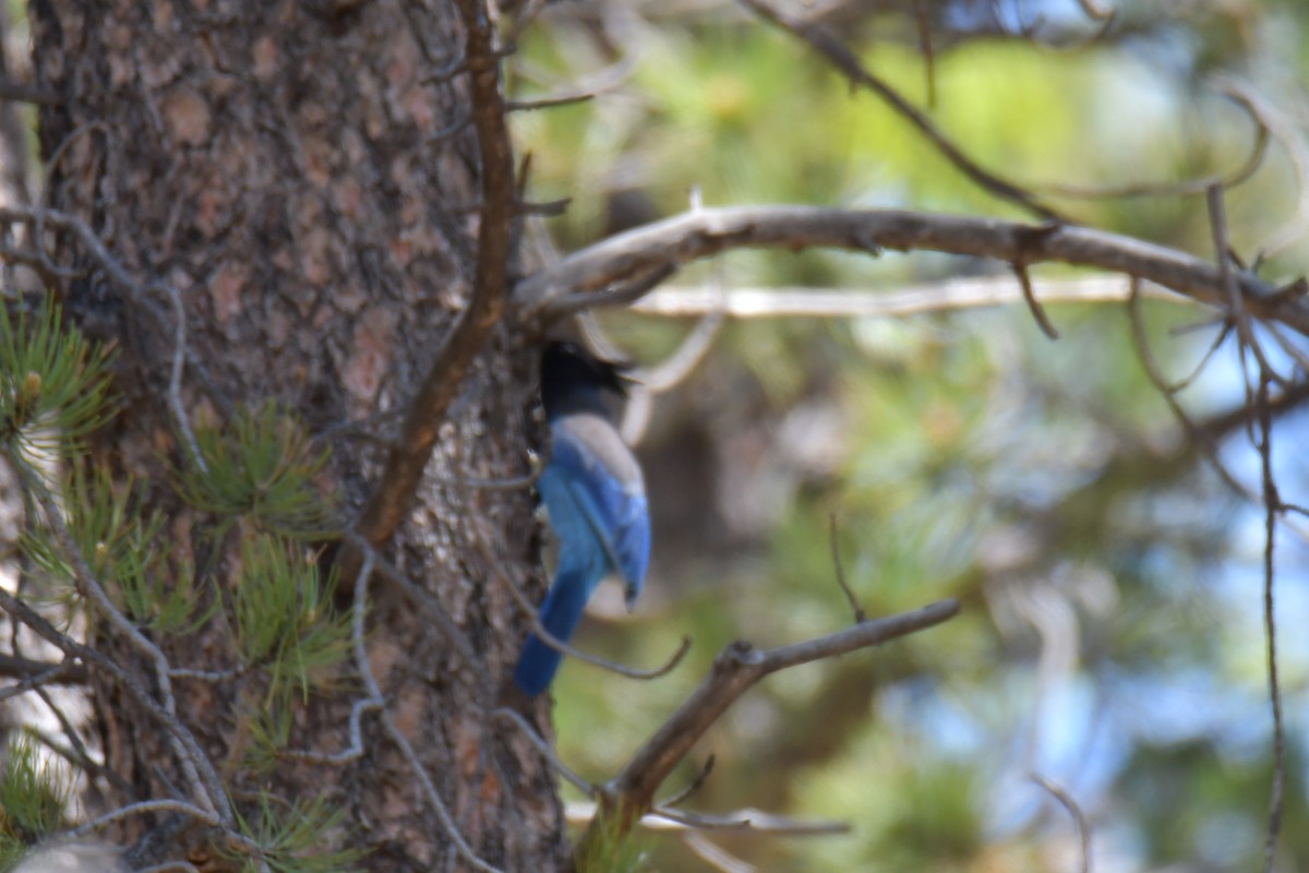 Steller's Jay - ML638656909