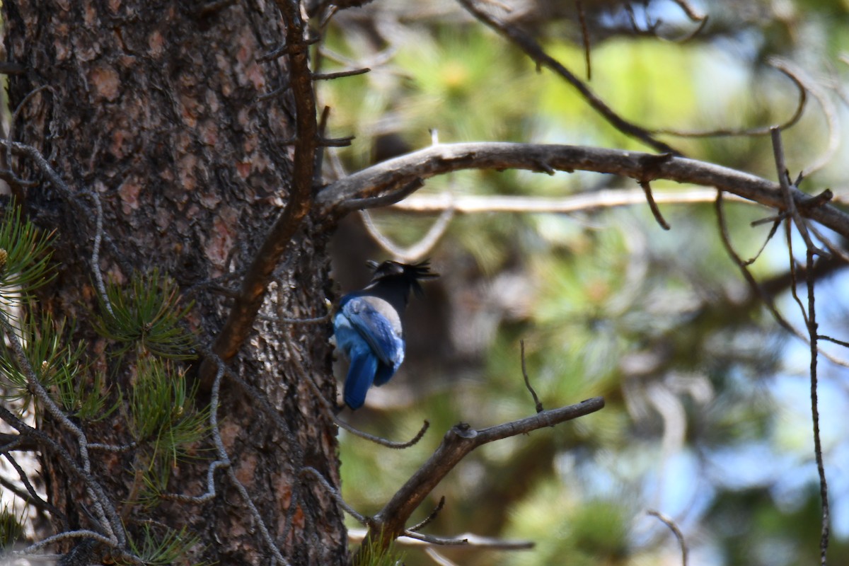 Steller's Jay - ML638656910