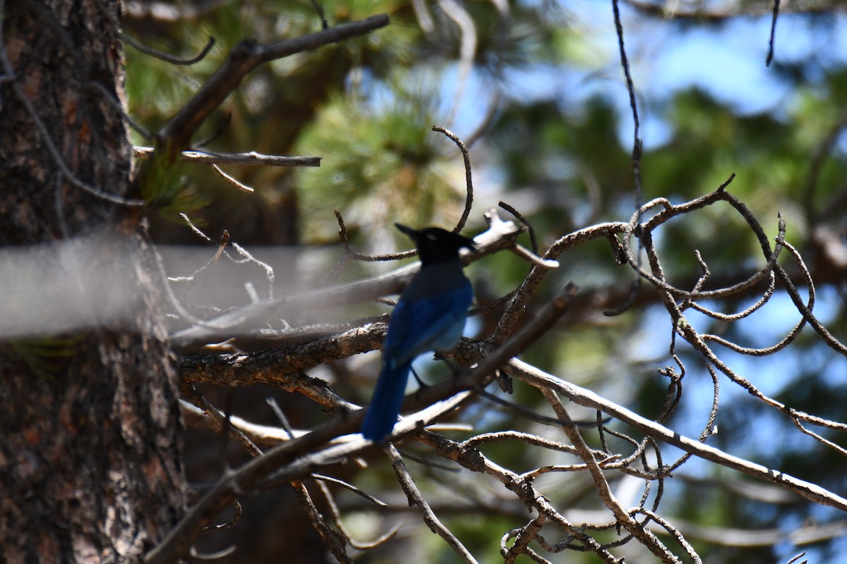 Steller's Jay - ML638656913
