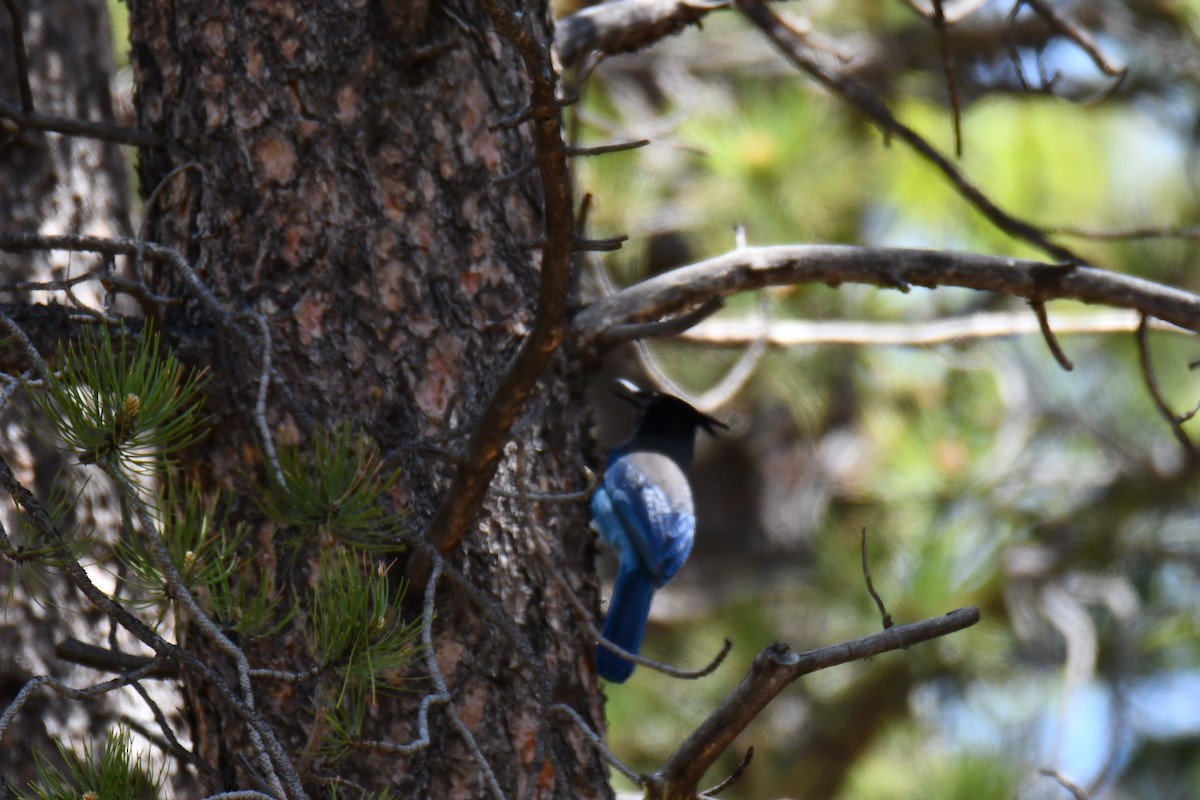 Steller's Jay - ML638656914