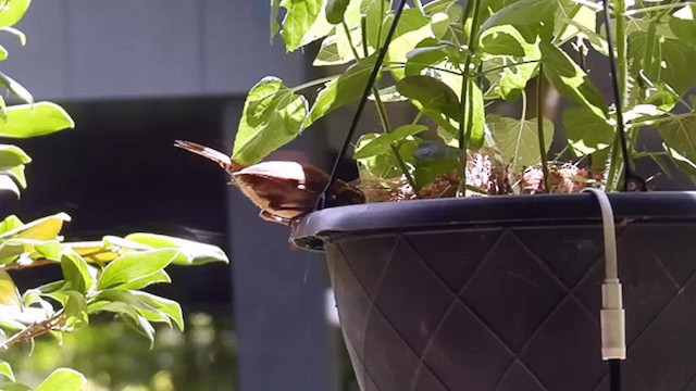 Carolina Wren - ML638656935