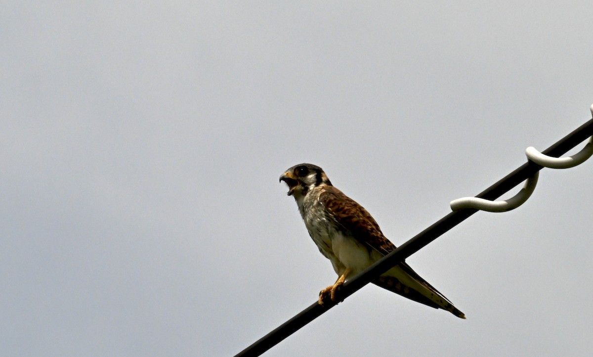 American Kestrel - ML638656938