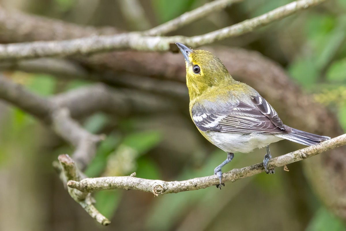 Sarı Gerdanlı Vireo - ML638656940