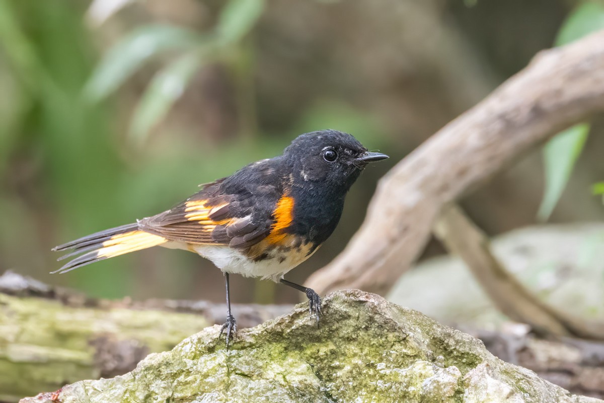 American Redstart - ML638656959