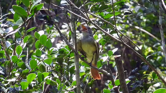 Great Crested Flycatcher - ML638656965