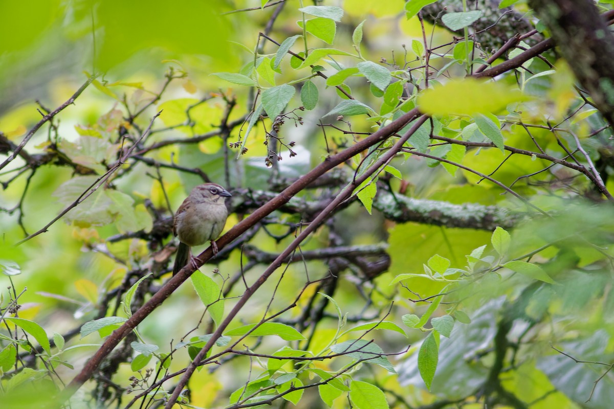 Oaxaca Sparrow - ML638656967