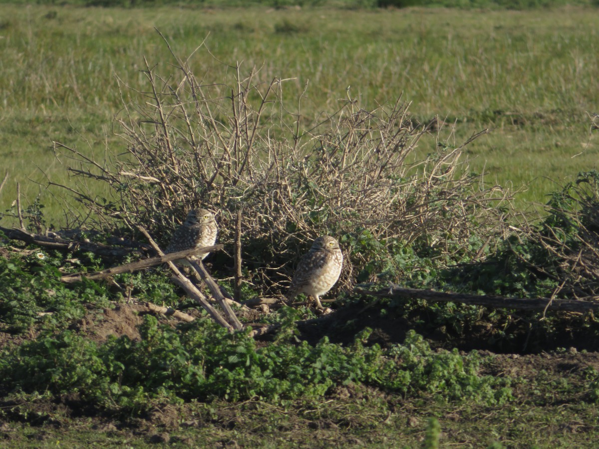 Burrowing Owl - ML638656981