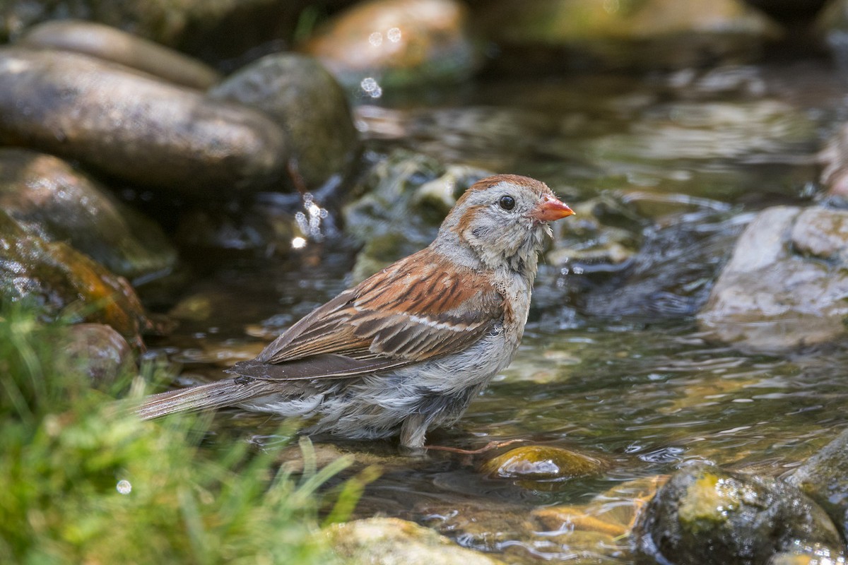 Field Sparrow - ML638657008