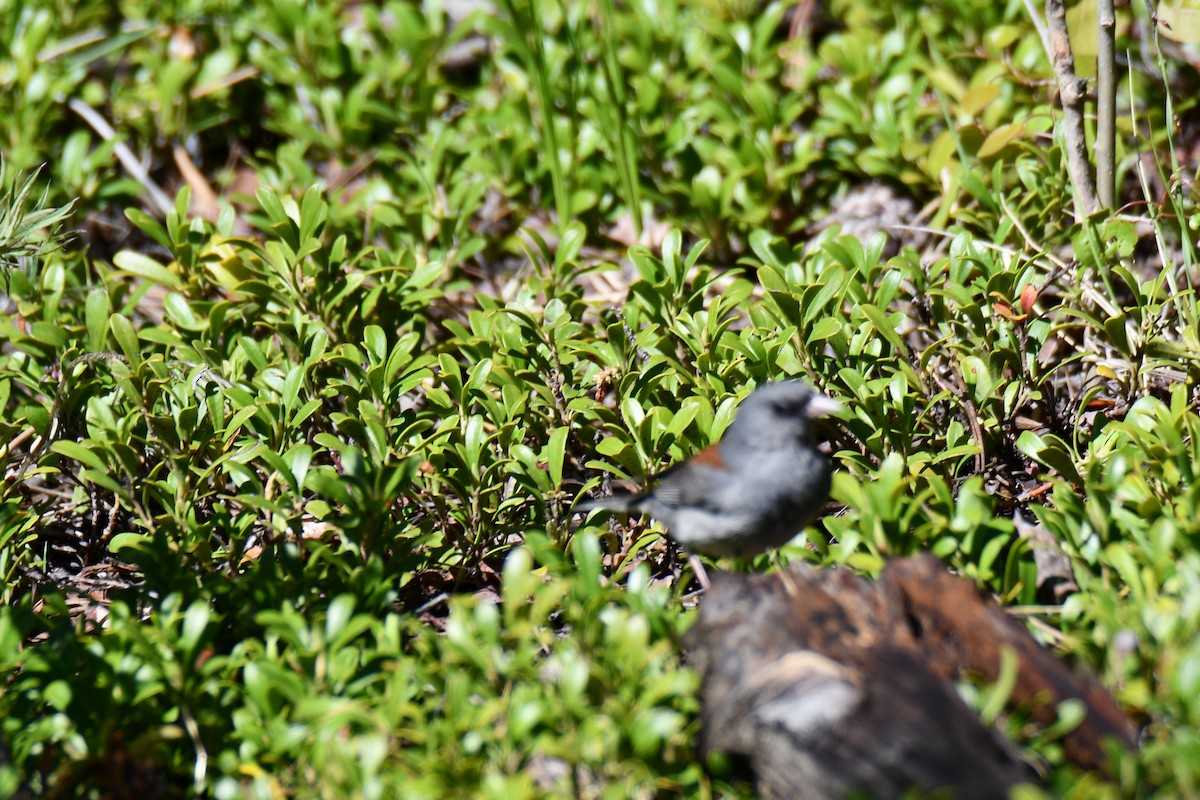 Dark-eyed Junco - ML638657016
