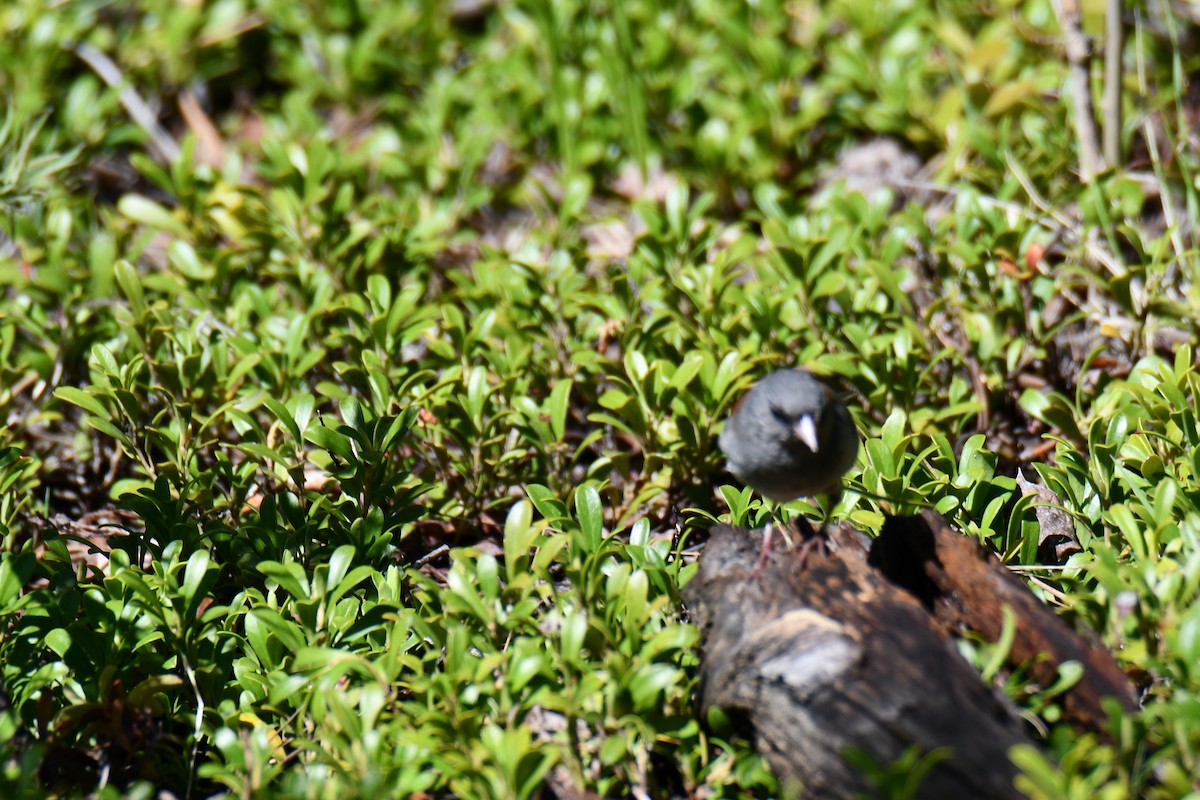 Dark-eyed Junco - ML638657017