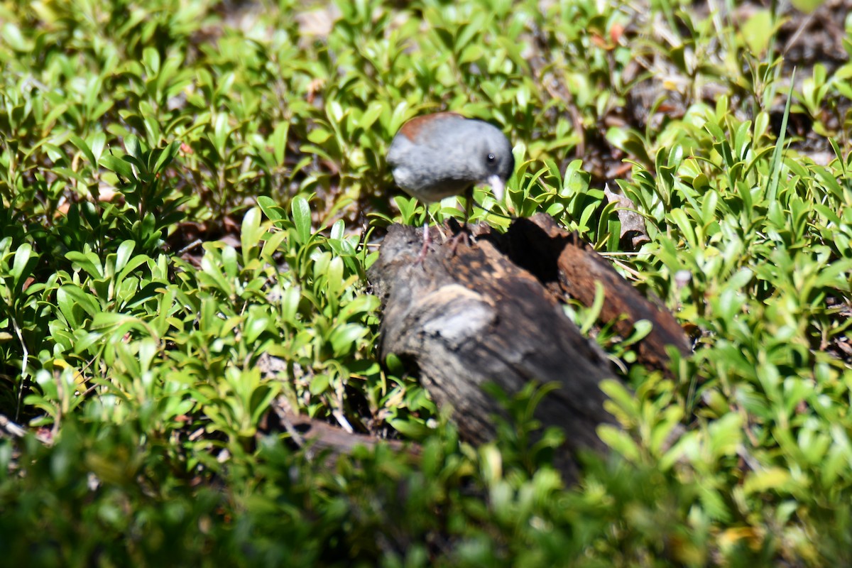 Dark-eyed Junco - ML638657018