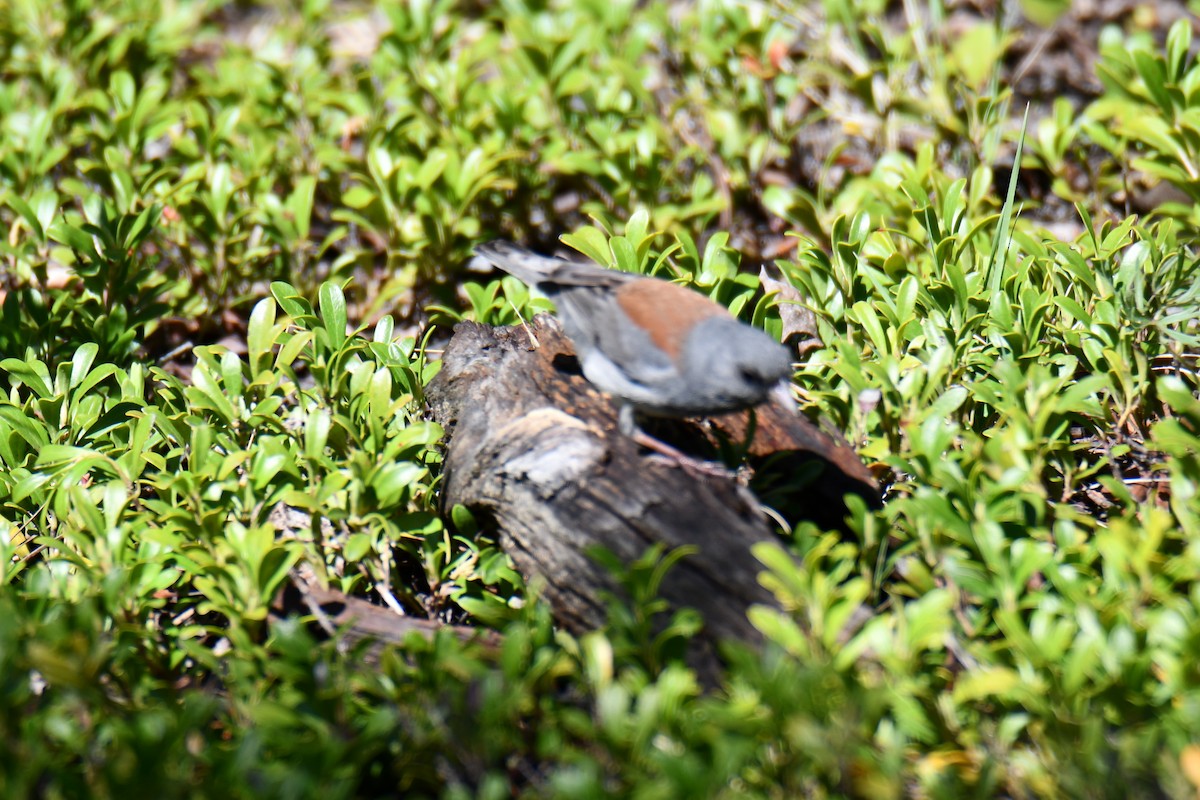 Dark-eyed Junco - ML638657019