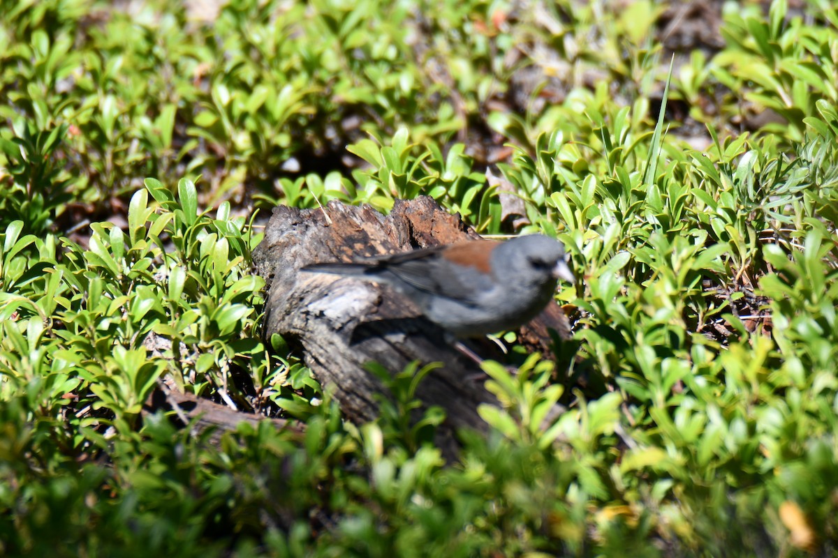 Dark-eyed Junco - ML638657020
