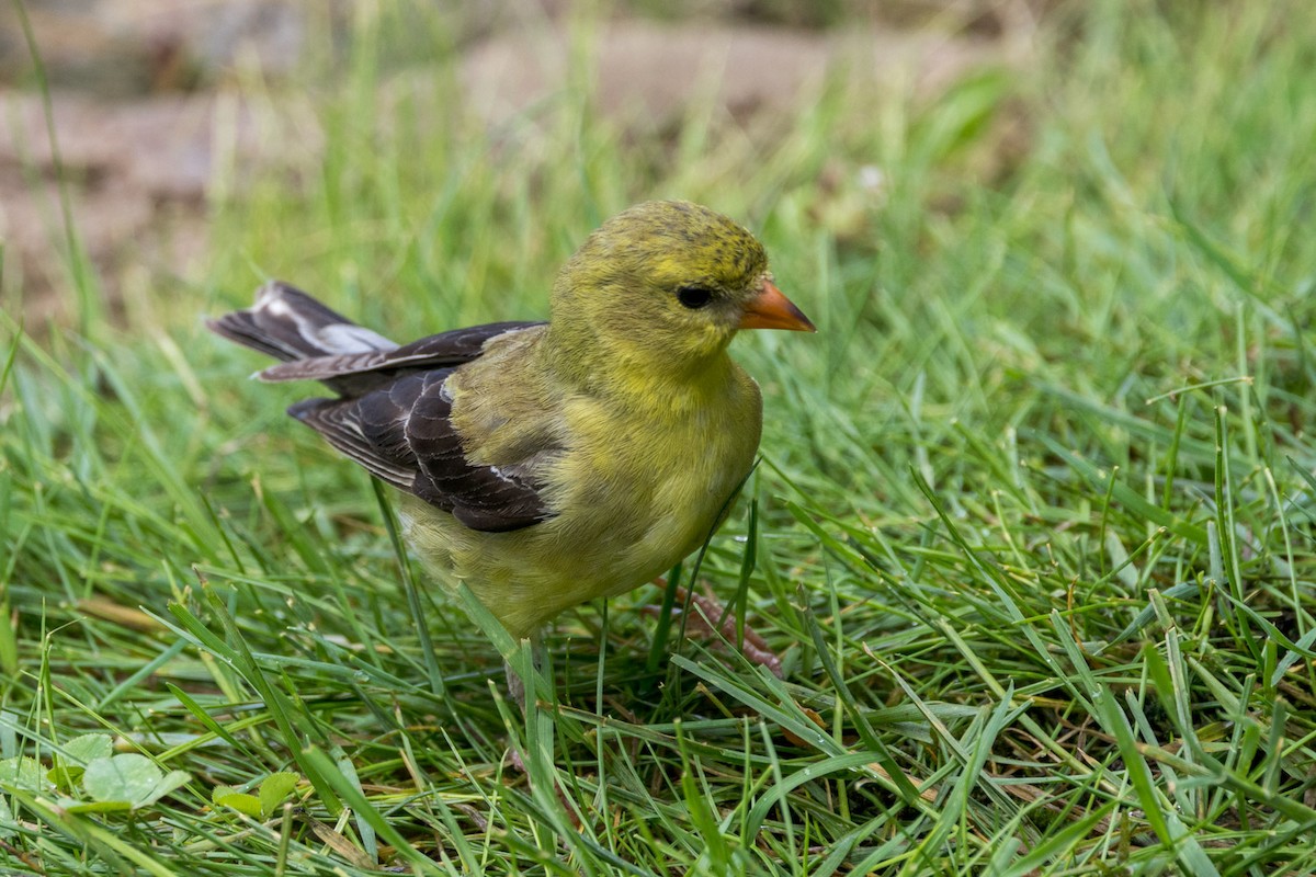 American Goldfinch - ML638657046