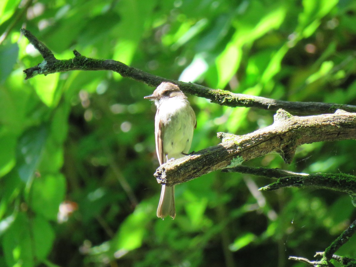 Mosquero Verdoso - ML638657053