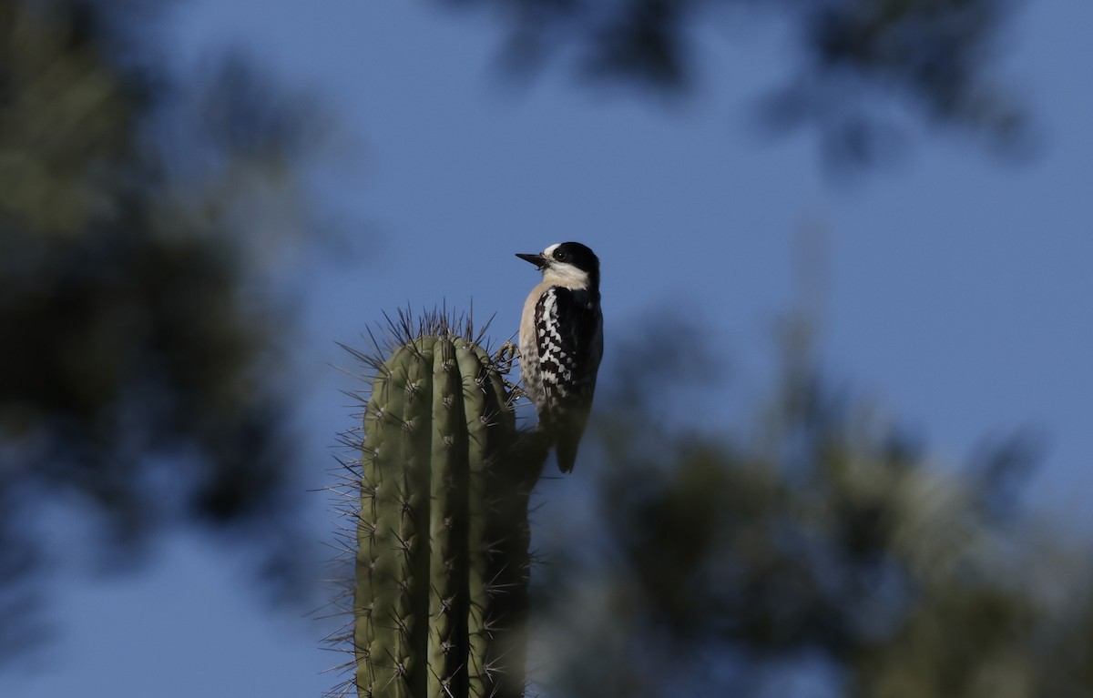 White-fronted Woodpecker - ML638657082