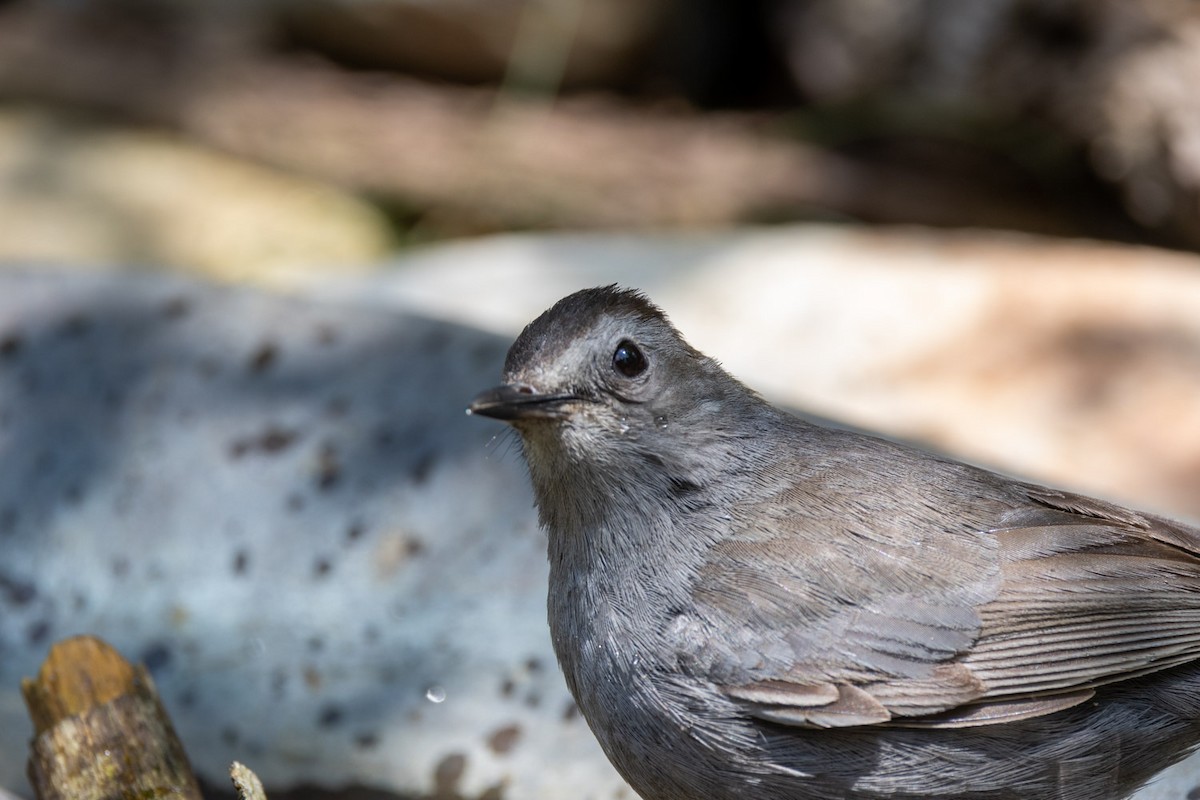 Gray Catbird - ML638657083