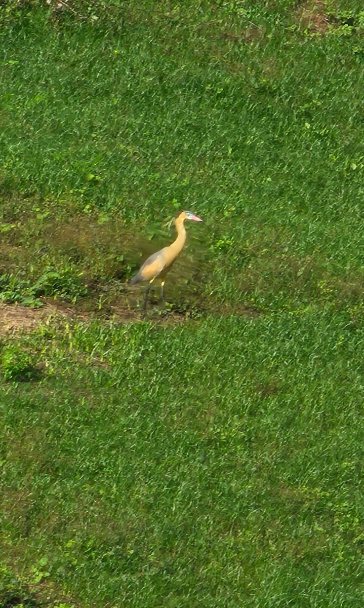 Whistling Heron - ML638657096