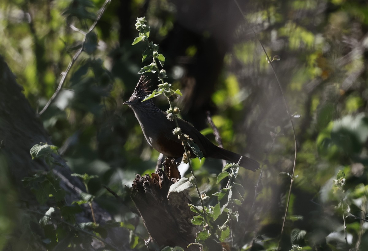 Crested Gallito - ML638657099