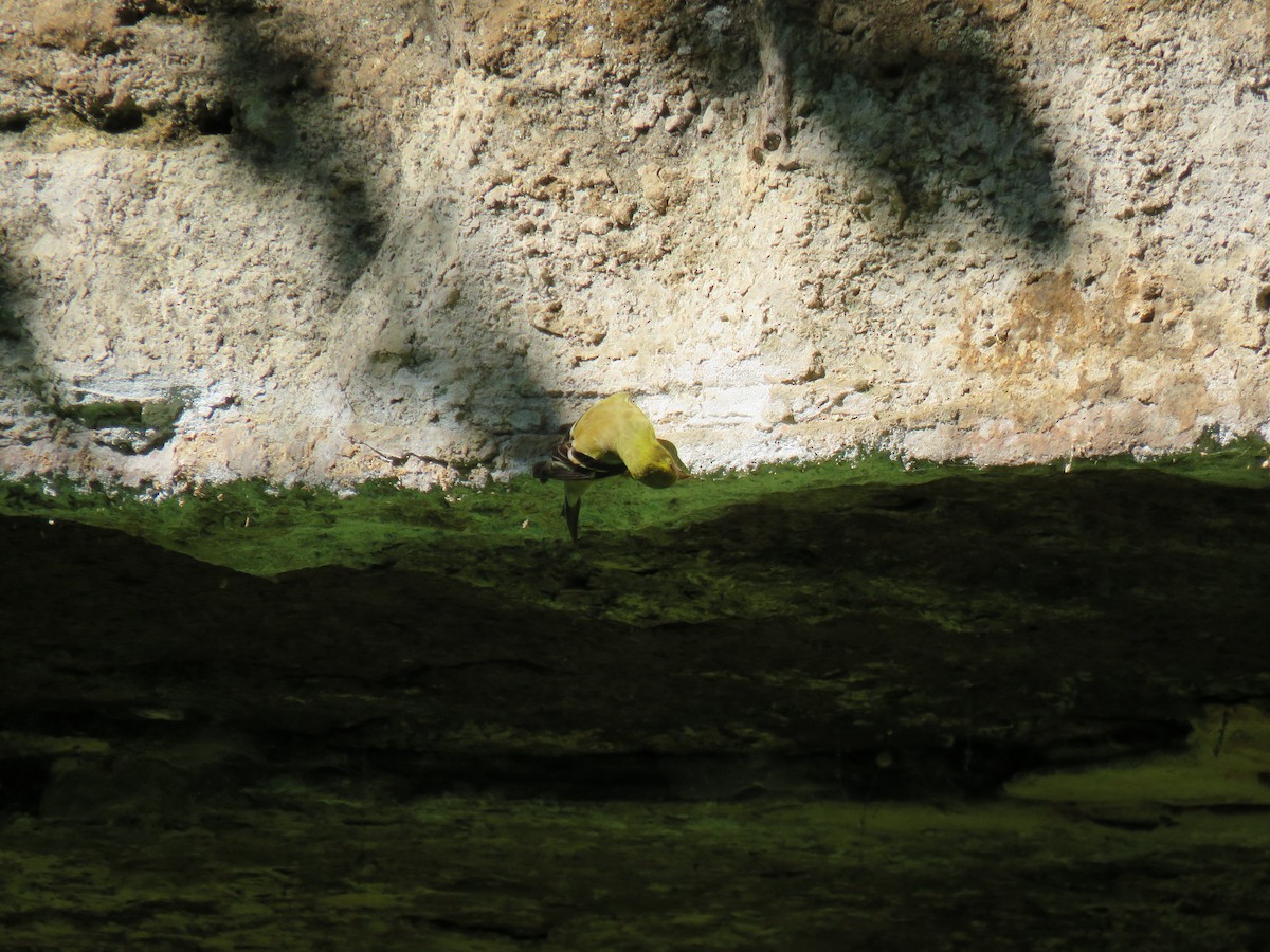 American Goldfinch - ML638657100
