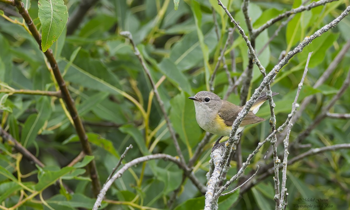American Redstart - ML638657110