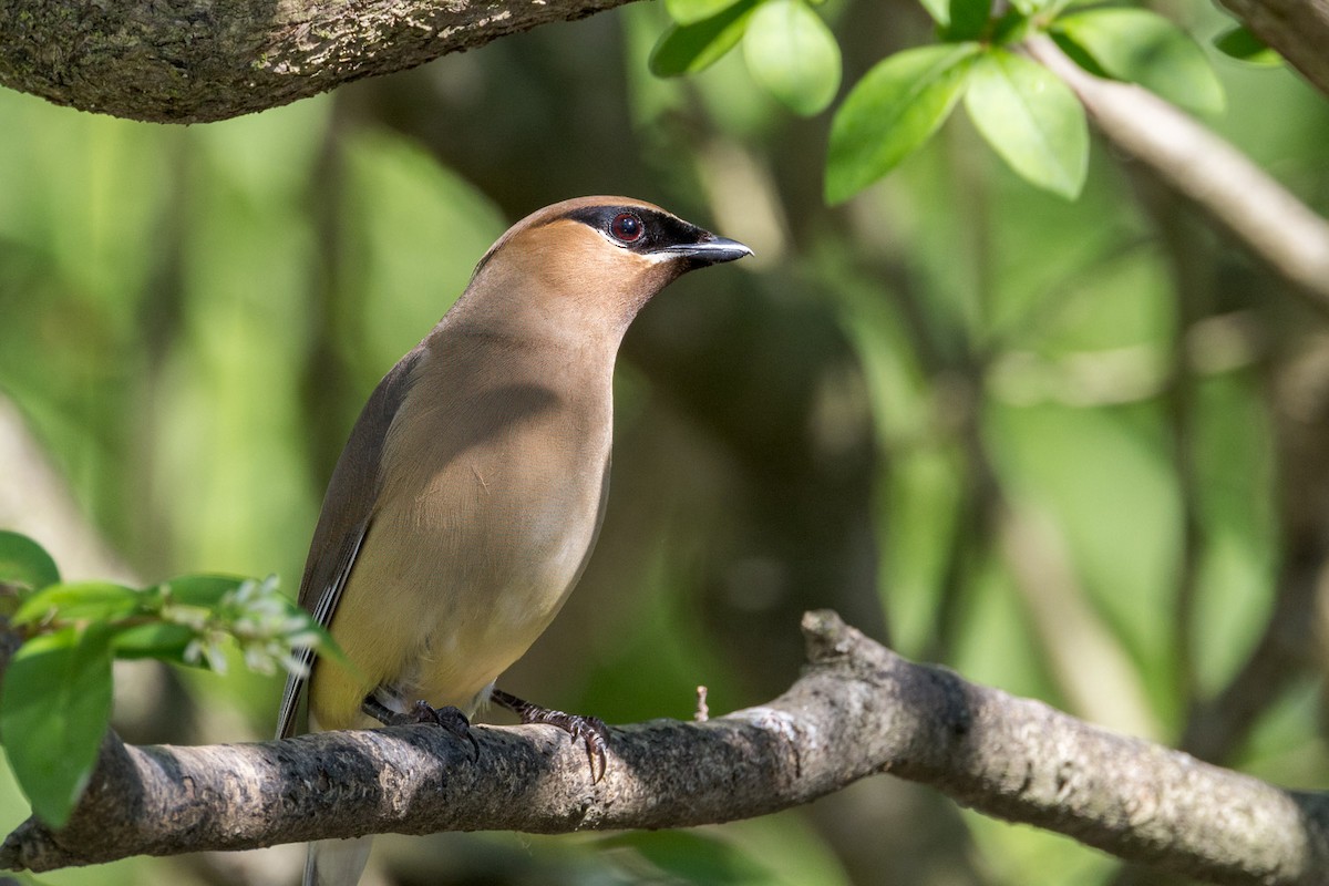 Cedar Waxwing - ML638657125