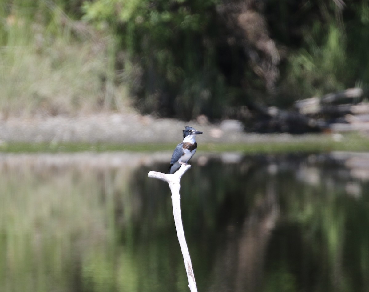 Belted Kingfisher - ML638657158