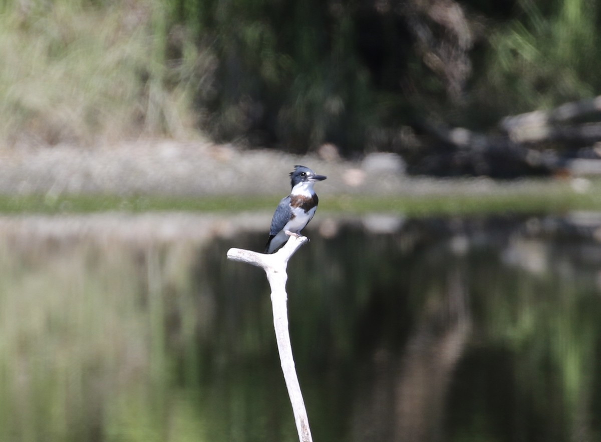 Belted Kingfisher - ML638657160
