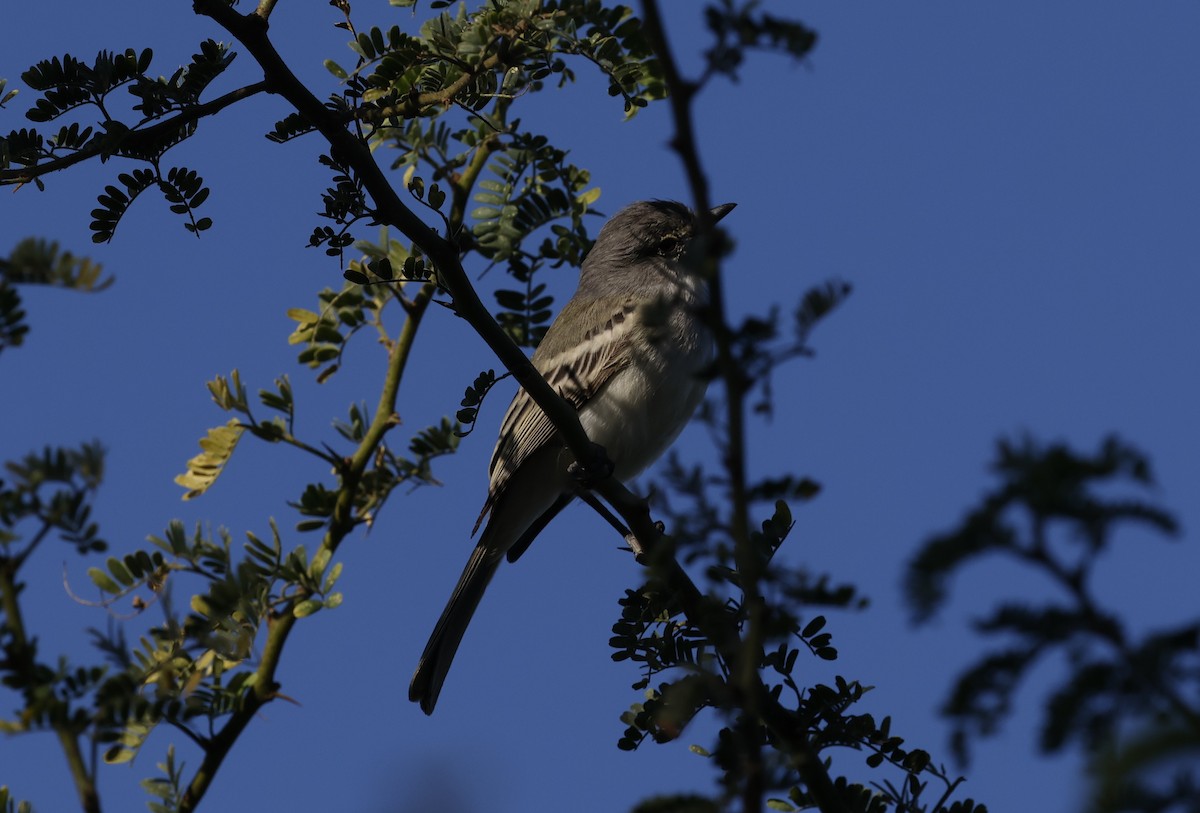 Suiriri Flycatcher - ML638657168