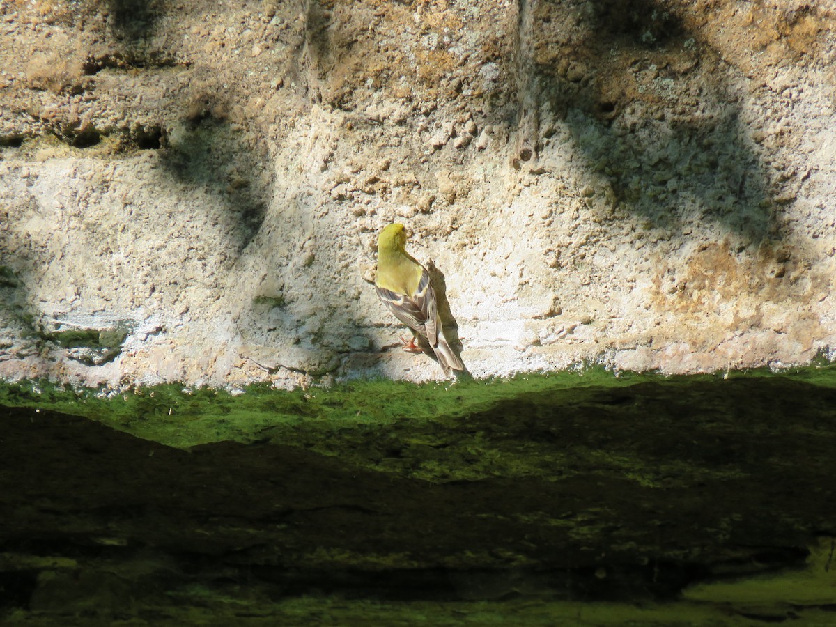 American Goldfinch - ML638657172