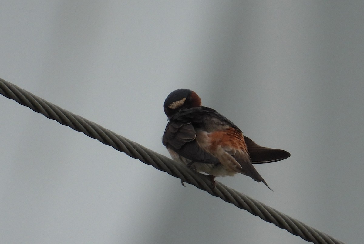 Cliff Swallow - ML638657189
