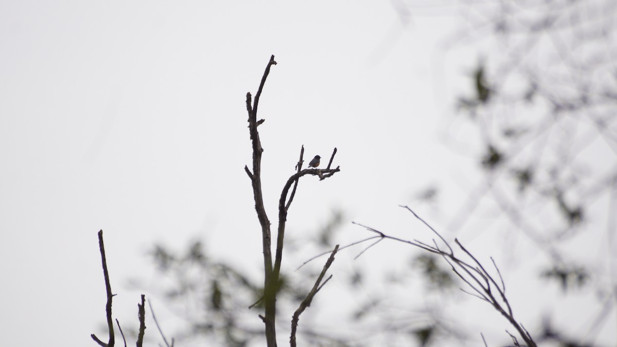 Cinnamon-bellied Flowerpiercer - ML638657191