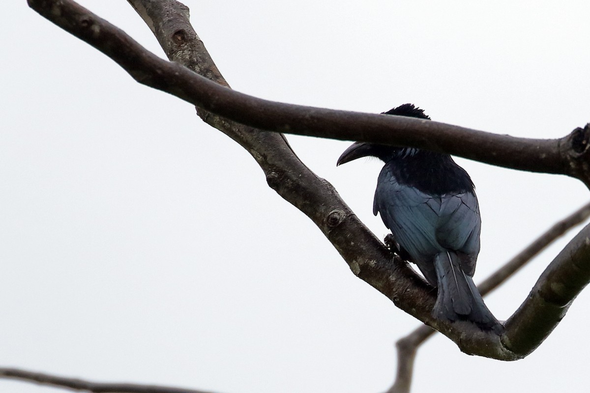 Palawan Drongo - ML638657208