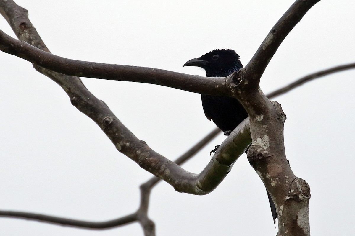 Palawan Drongo - ML638657209