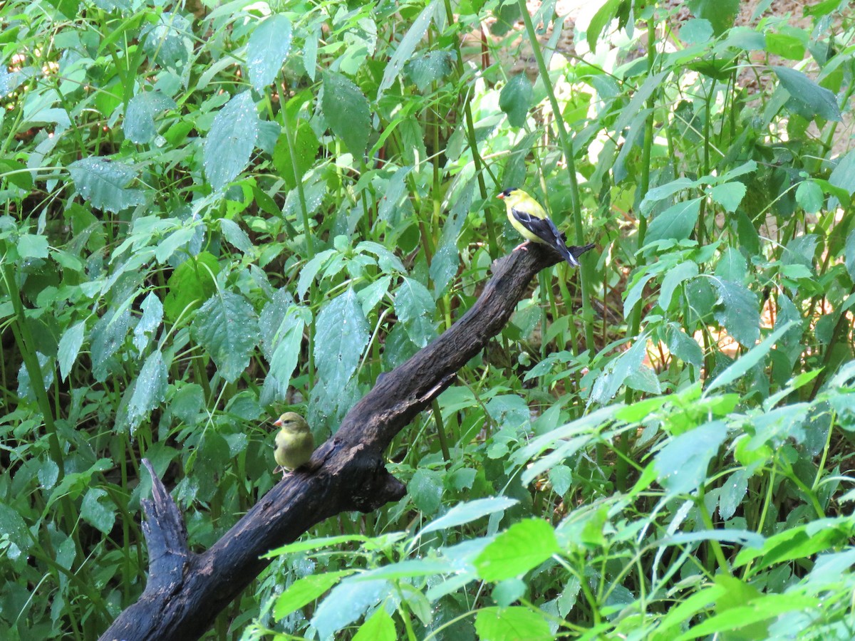 American Goldfinch - ML638657210