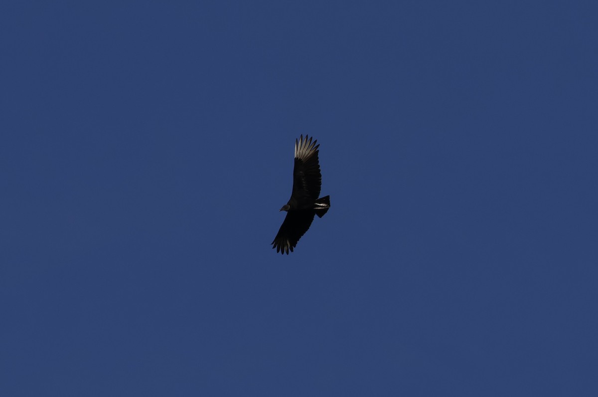 Black Vulture - ML638657218