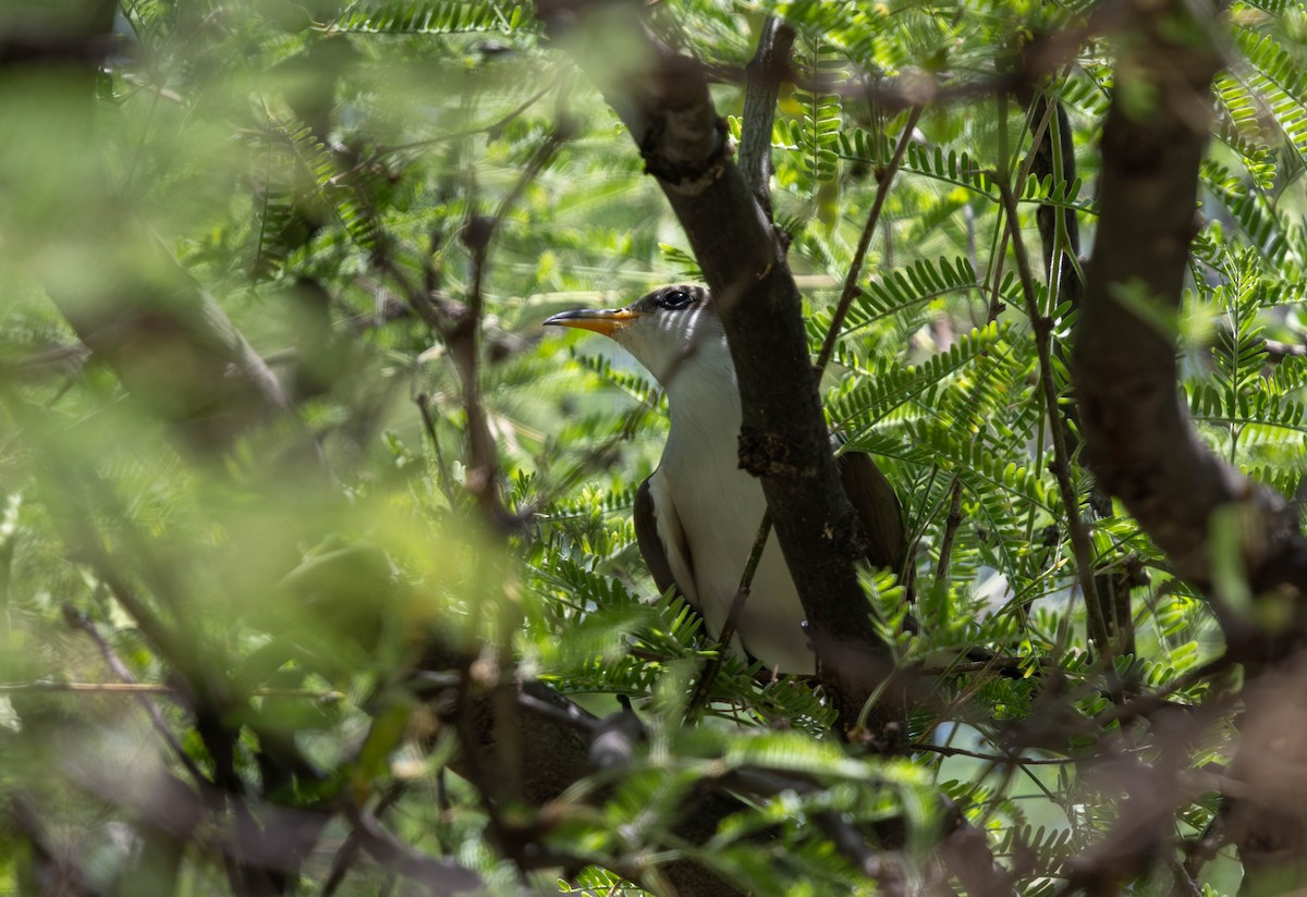 Yellow-billed Cuckoo - ML638657219